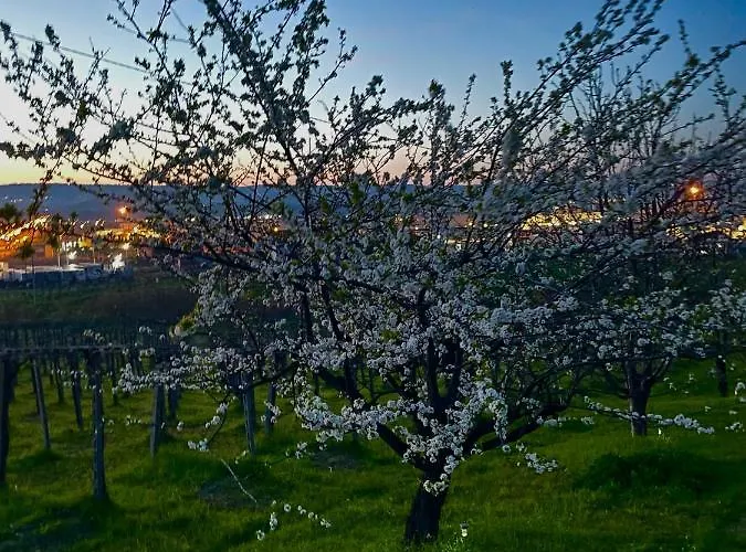 Il Glicine Campagnolo Bed & Breakfast